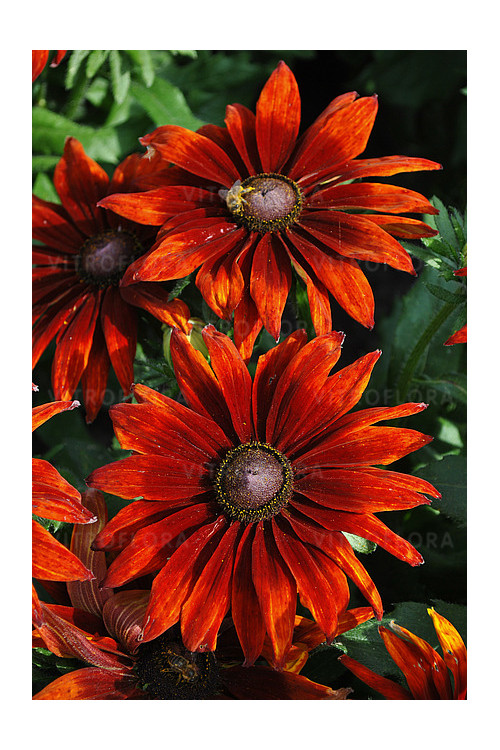 Rudbekia 'SmileyZ Loving' | Rudbeckia