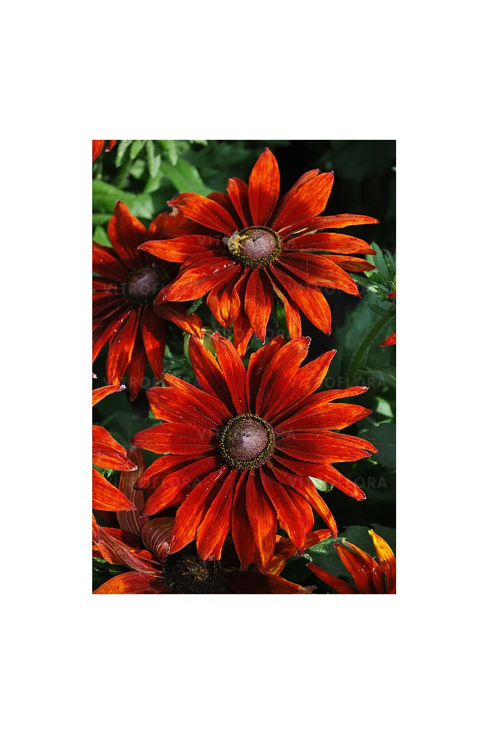 Rudbekia 'SmileyZ Loving' | Rudbeckia