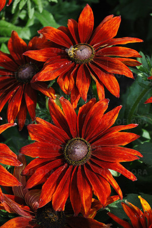 Rudbekia 'SmileyZ Loving' | Rudbeckia