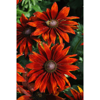 Rudbekia 'SmileyZ Loving' | Rudbeckia