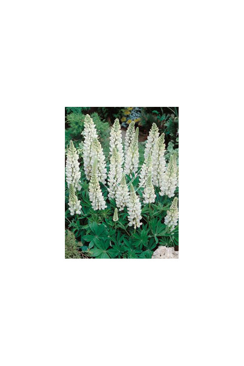 Łubin trwały 'Noble Maiden' Lupinus polyphyllus