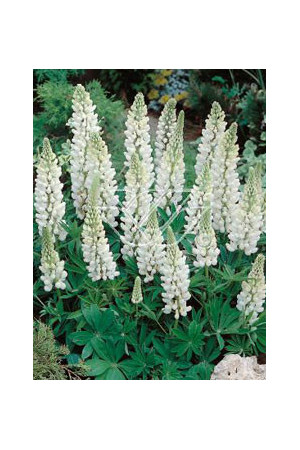 Łubin trwały 'Noble Maiden' Lupinus polyphyllus