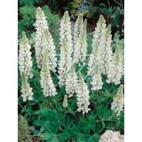 Łubin trwały 'Noble Maiden' Lupinus polyphyllus
