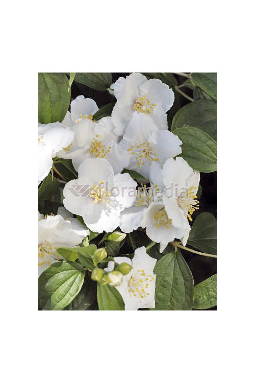 Jaśminowiec 'Biały Karzeł' Philadelphus
