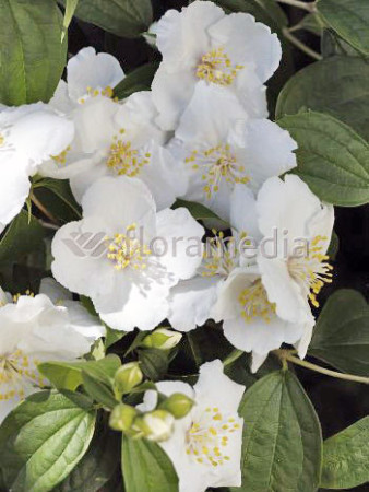 Jaśminowiec 'Biały Karzeł' Philadelphus