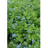 Brunnera wielkolistna | Brunnera macrophylla