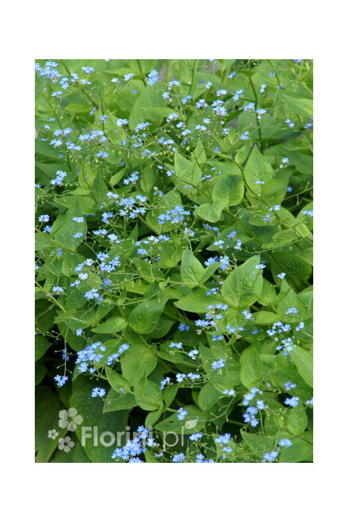 Brunnera wielkolistna | Brunnera macrophylla