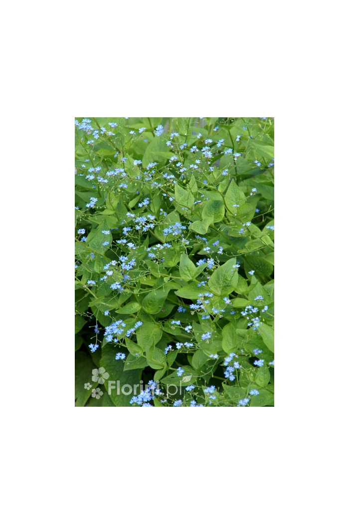 Brunnera wielkolistna | Brunnera macrophylla