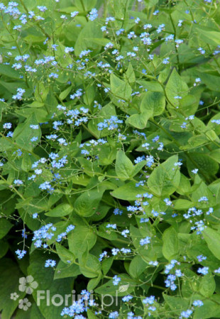 Brunnera wielkolistna | Brunnera macrophylla
