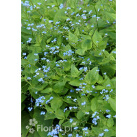 Brunnera wielkolistna | Brunnera macrophylla