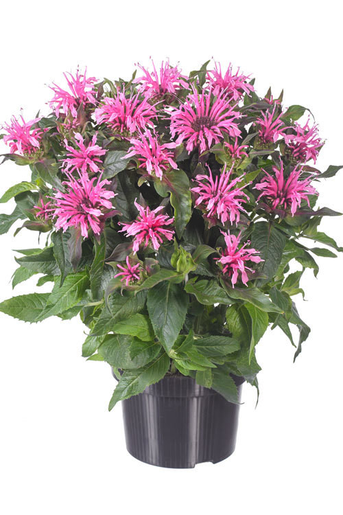 Pysznogłówka 'Balmy Pink' | Monarda