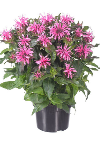 Pysznogłówka 'Balmy Pink' | Monarda