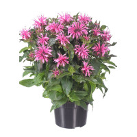 Pysznogłówka 'Balmy Pink' | Monarda