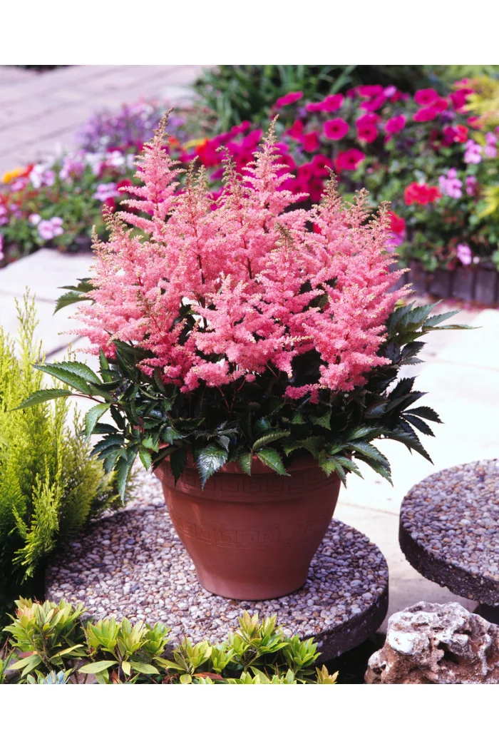 Tawułka arendsa 'Elizabeth Bloom'| Astilbe arendsii