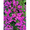 Aster krzaczasty 'Jenny' | Aster dumosus