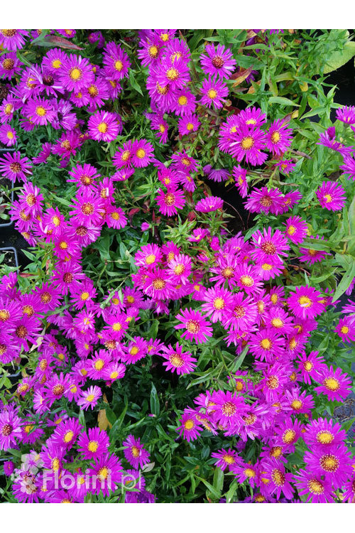 Aster krzaczasty 'Jenny' | Aster dumosus