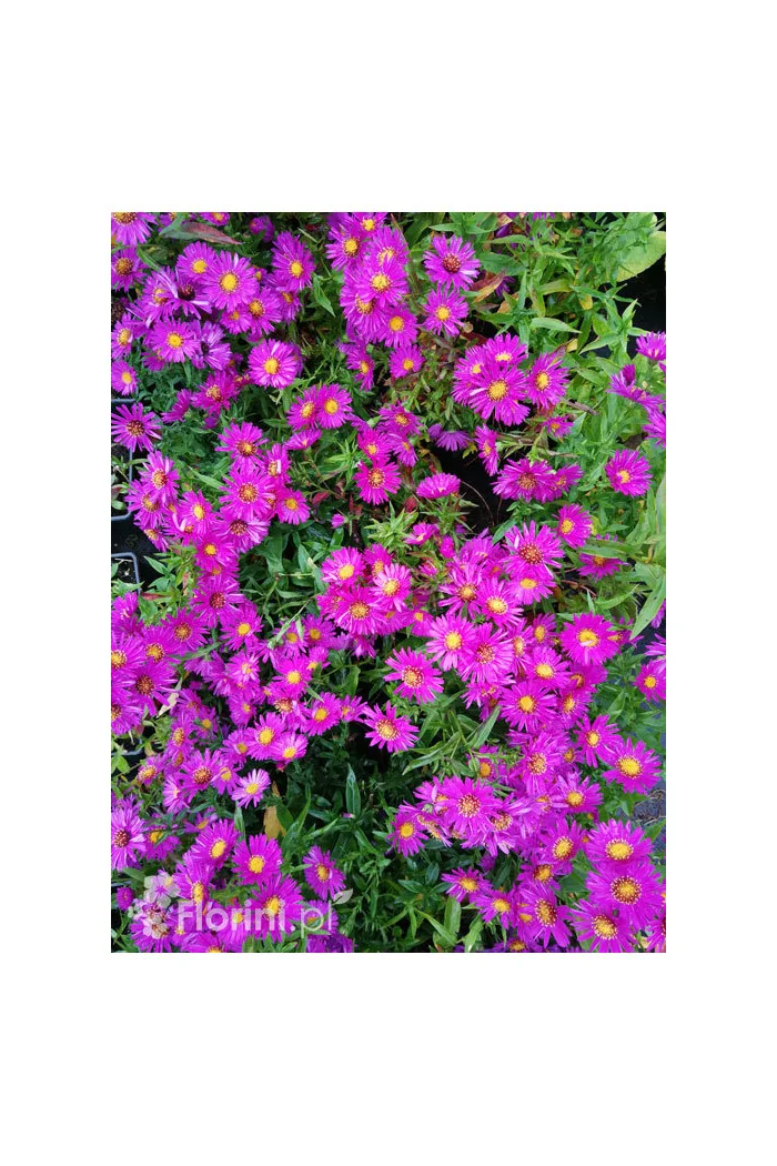 Aster krzaczasty 'Jenny' | Aster dumosus