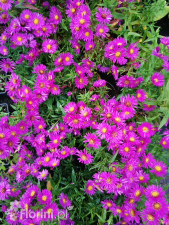 Aster krzaczasty 'Jenny' | Aster dumosus