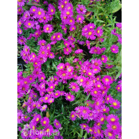 Aster krzaczasty 'Jenny' | Aster dumosus