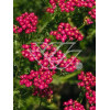 Krwawnik pospolity 'Purpurglut' Achillea millefolia