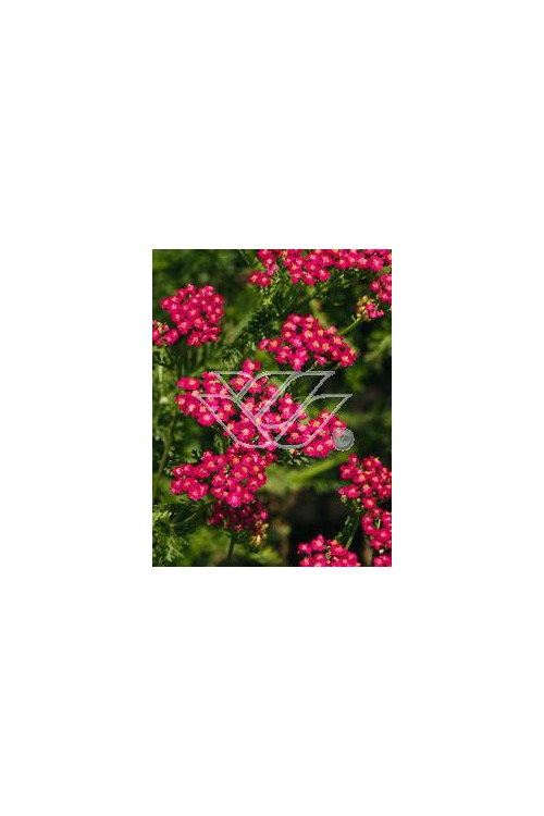 Krwawnik pospolity 'Purpurglut' Achillea millefolia