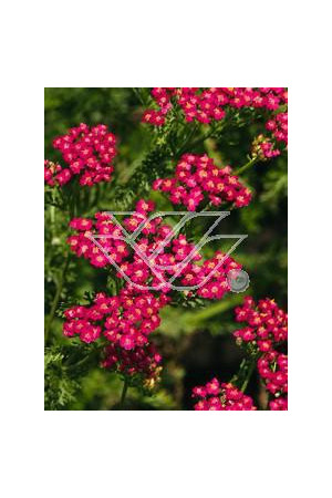 Krwawnik pospolity 'Purpurglut' Achillea millefolia