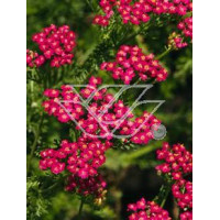 Krwawnik pospolity 'Purpurglut' Achillea millefolia