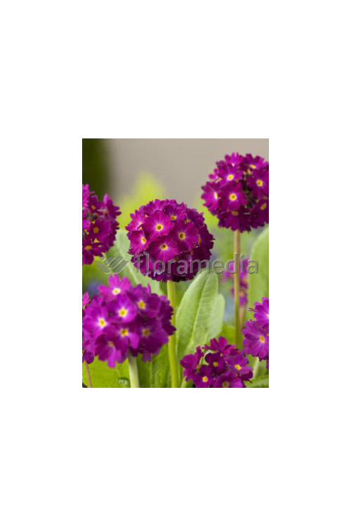 Pierwiosnek ząbkowany 'Rubin' Primula denticulata