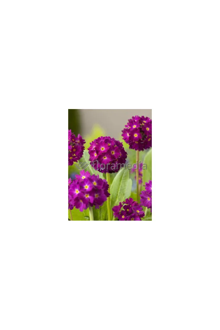 Pierwiosnek ząbkowany 'Rubin' Primula denticulata