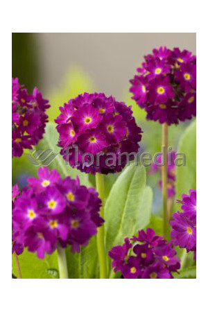 Pierwiosnek ząbkowany 'Rubin' Primula denticulata