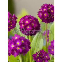 Pierwiosnek ząbkowany 'Rubin' Primula denticulata