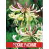 Wiciokrzew pomorski 'Graham Thomas' | Lonicera periclymenum