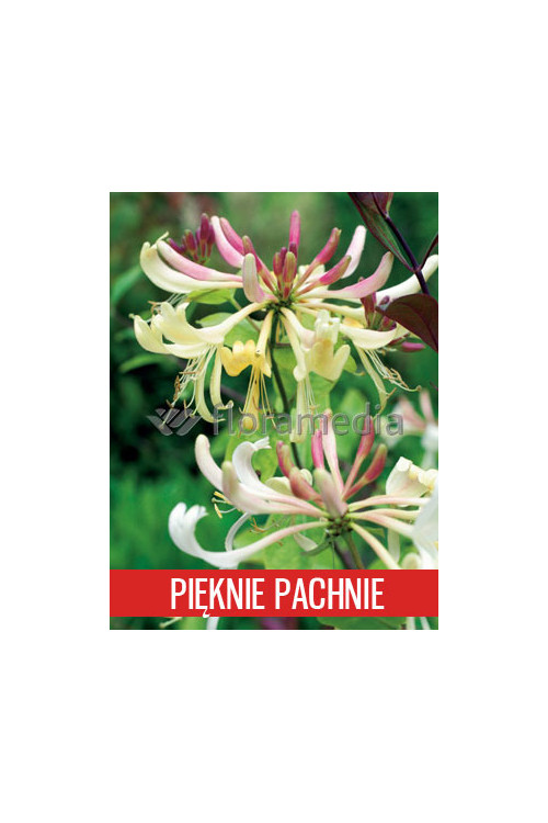 Wiciokrzew pomorski 'Graham Thomas' | Lonicera periclymenum