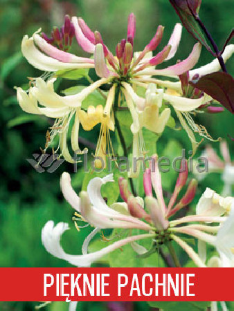 Wiciokrzew pomorski 'Graham Thomas' | Lonicera periclymenum
