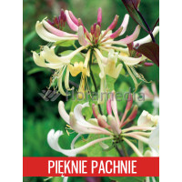 Wiciokrzew pomorski 'Graham Thomas' | Lonicera periclymenum