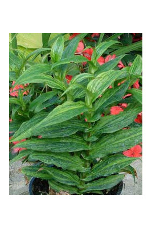 Trójsklepka 'Lightning Strike' Tricyrtis hirta