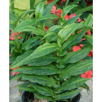 Trójsklepka 'Lightning Strike' Tricyrtis hirta