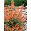 Kłosowiec 'Kudos Mandarin' Agastache