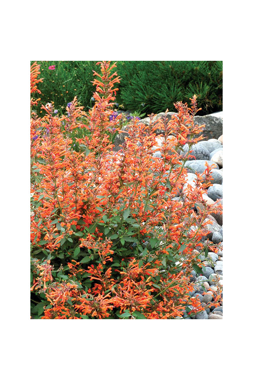 Kłosowiec 'Kudos Mandarin' Agastache