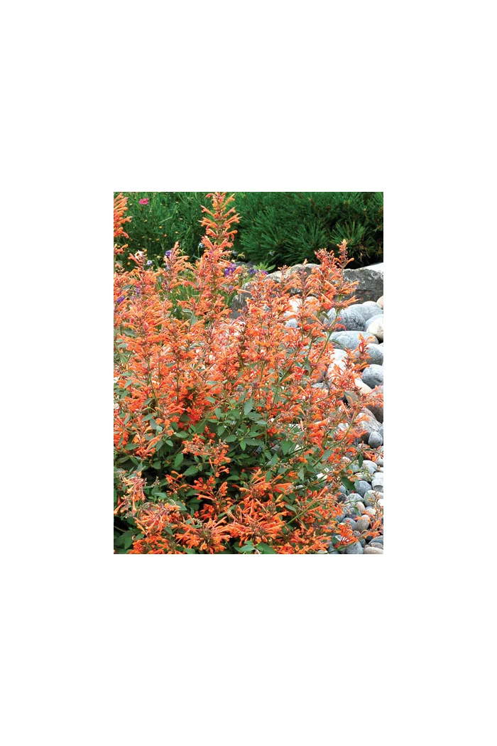 Kłosowiec 'Kudos Mandarin' Agastache