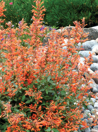 Kłosowiec 'Kudos Mandarin' Agastache