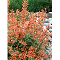 Kłosowiec 'Kudos Mandarin' Agastache