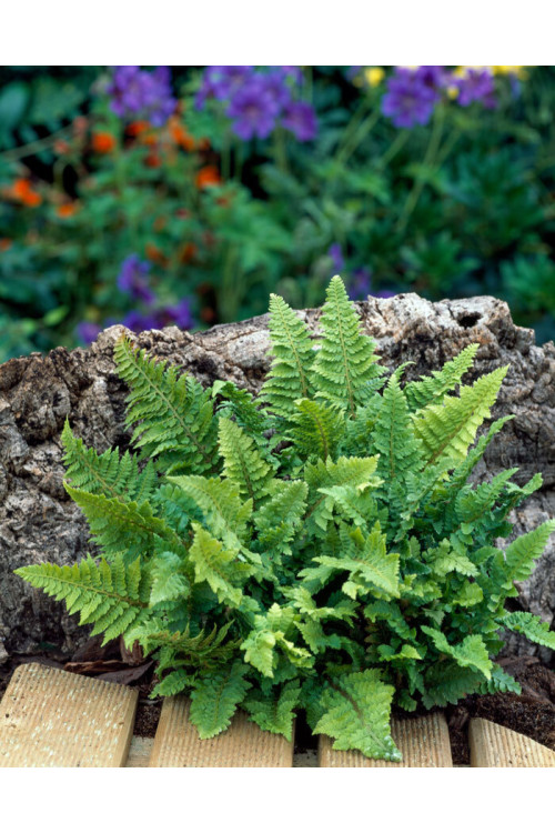 Paprotnik szczecinkozębny 'Congestum' | Polystichum setiferum