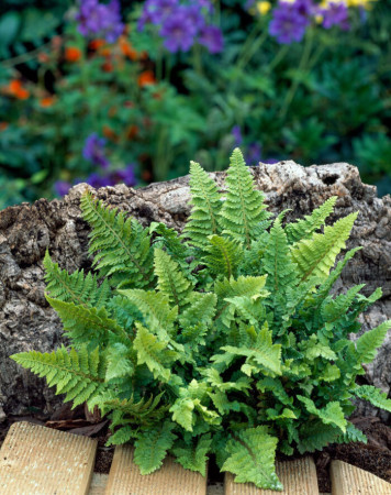 Paprotnik szczecinkozębny 'Congestum' | Polystichum setiferum