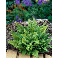 Paprotnik szczecinkozębny 'Congestum' | Polystichum setiferum