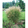 Miskant chiński 'Graziella' | Miscanthus sinensis