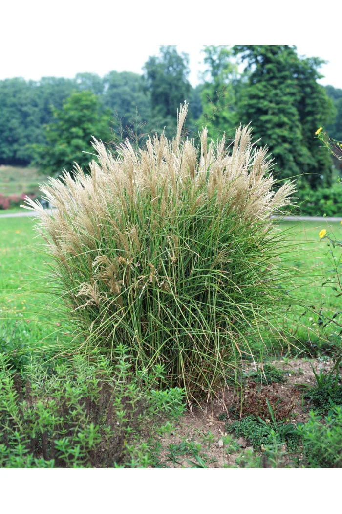 Miskant chiński 'Graziella' | Miscanthus sinensis