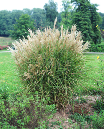 Miskant chiński 'Graziella' | Miscanthus sinensis