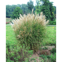 Miskant chiński 'Graziella' | Miscanthus sinensis