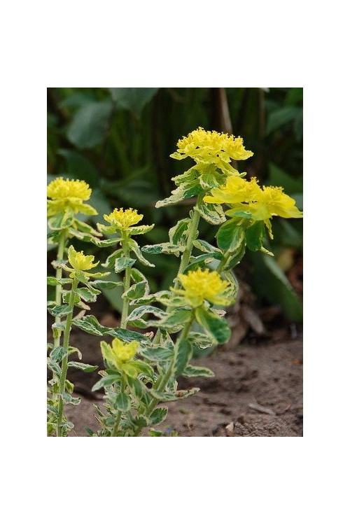 Wilczomlecz Lacey, wilczomlecz, Euphorbia, Euphorbia polychroma